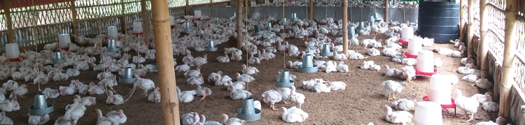 Chickens